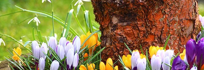 Frühlingsblumen am Baum